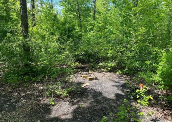 Луганские полицейские нашли оружие и боеприпасы в городской лесополосе