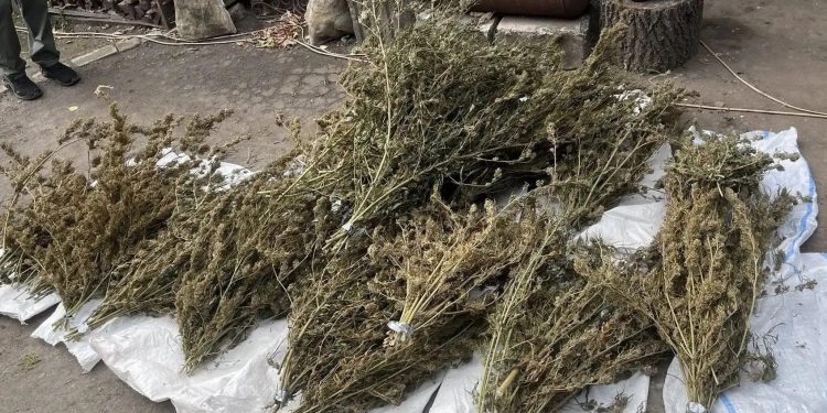 Спецоперация «Богатырский урожай»: в Белокуракино объединенный спецназ нейтрализовал местного «ботаника»